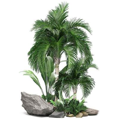 现代石头 植物